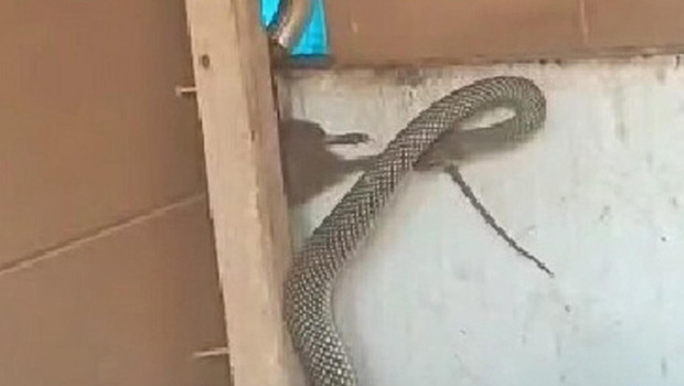Manisa'da dev yılanın fare avı kameralara yansıdı