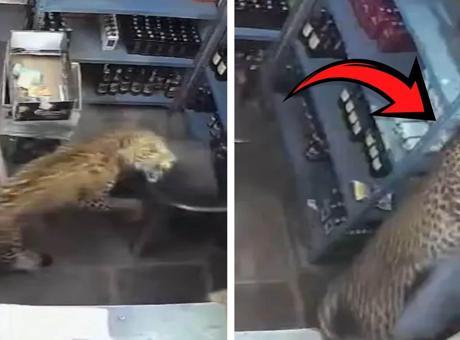 Hindistan'da leopar dehşeti: Dükkana girip çalışana saldırdı, 5 saatlik operasyonla yakalandı