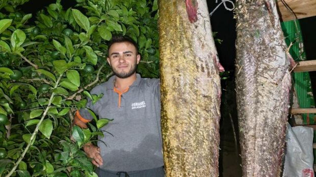 Bilecik'te dev yayın balığı yakalandı: 1 metre 70 santimetre boyuyla görenleri hayrete düşürdü