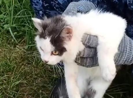 Kurye kedi tuzağı: Rus cezaevine uyuşturucu taşıyan kedi son anda yakalandı