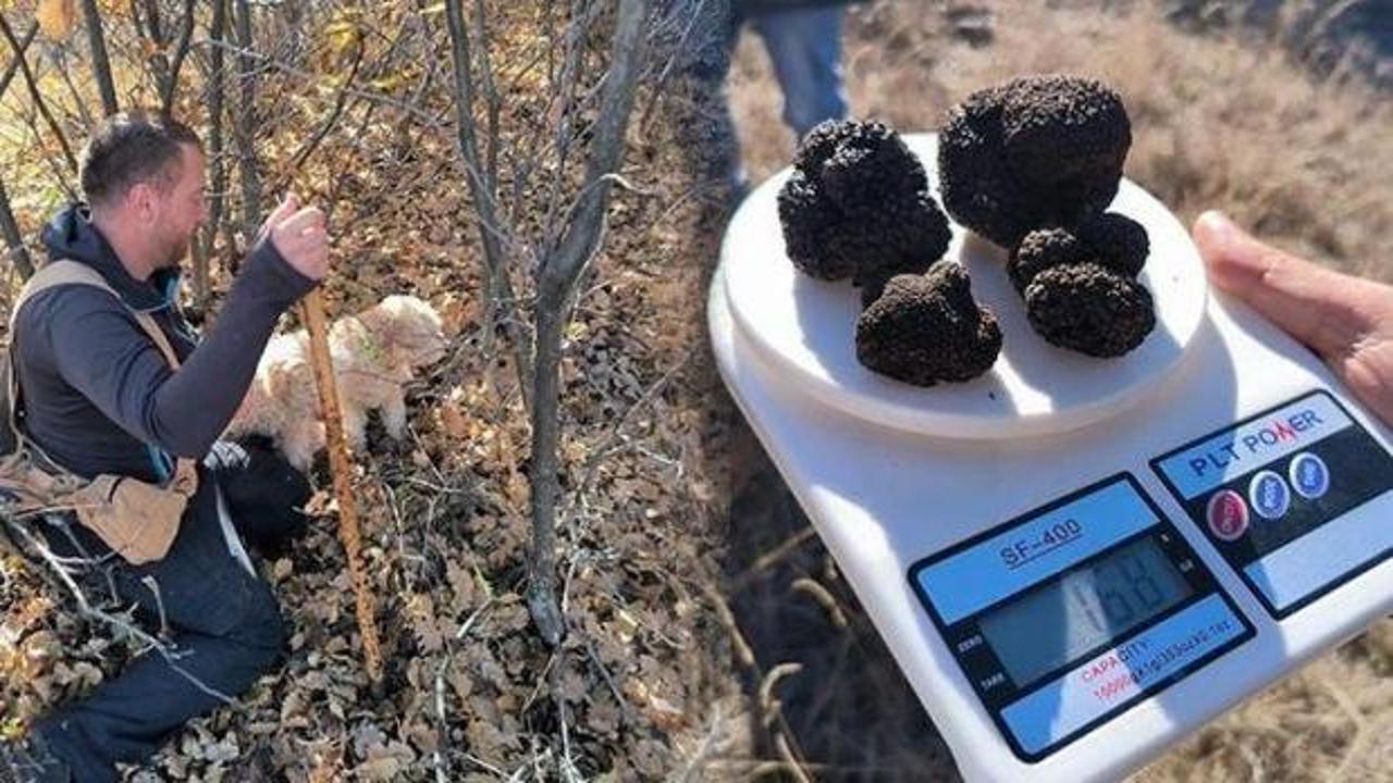 Erzurum ve Erzincan topraklarından altın değerinde keşif: 22 ton trüf mantarı rezervi tespit edildi