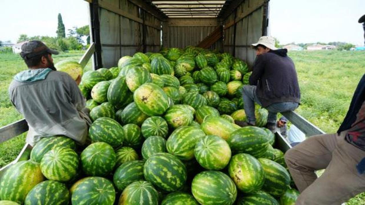 Bafra Ovası'nda karpuz ve kavun bereketi: Üretici fiyatlardan dertli