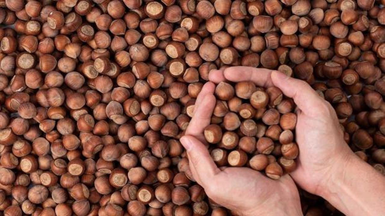 Ordu'da fındık üreticilerinden Bakanlığa '300 liranın altı olmasın' çağrısı