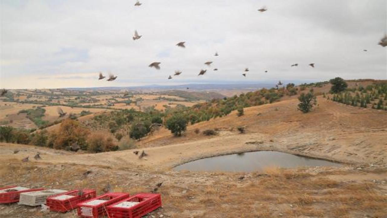 Kırıkkale'de keneye karşı doğal çözüm: 400 keklik doğaya bırakıldı
