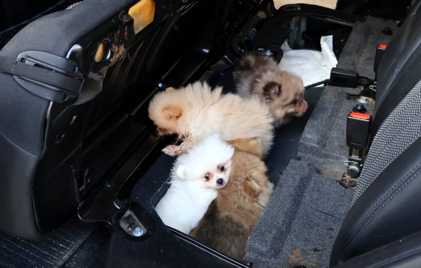 Kapıkule'de şok operasyon: Koltuğun altına sakladıkları 5 yavru köpek ele geçirildi