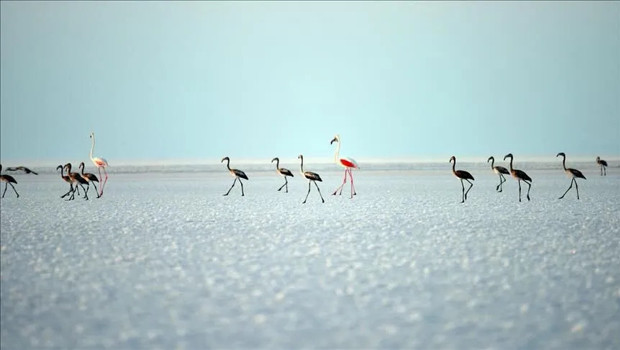 Bakan Kurum müjdeyi verdi: Tuz Gölü'nde flamingo yavrusu sayısı 5 yılın zirvesinde