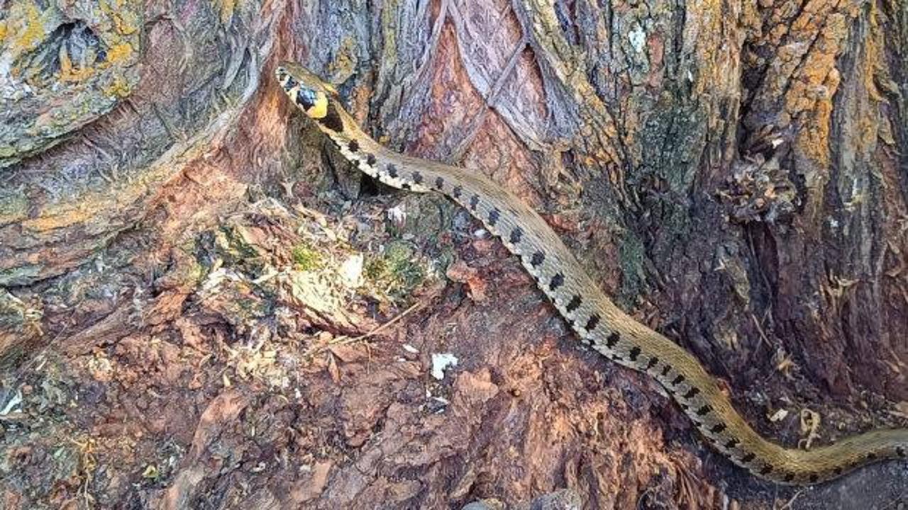 Erzincan'da nadir görülen küpeli su yılanı görüntülendi
