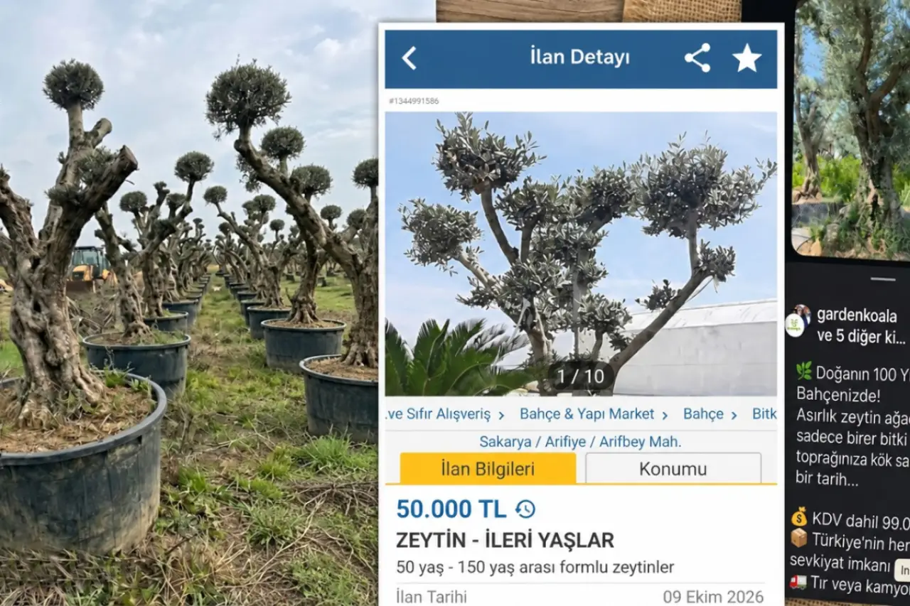 Asırlık zeytinlerin rant için kepçe ucunda ölüm yolculuğu