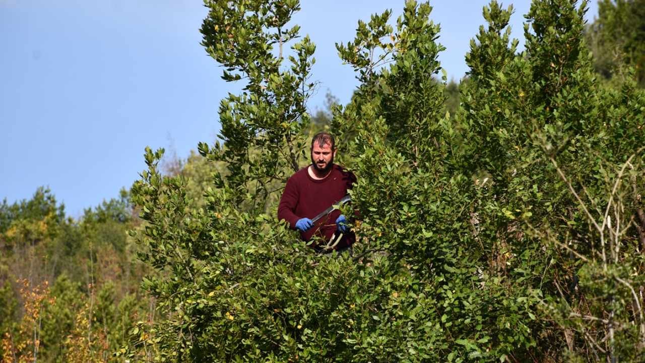 Yoldan bedava toplanıp hasat ediliyor: Kilosu 15 bin liraya şişe şişe satılıyor