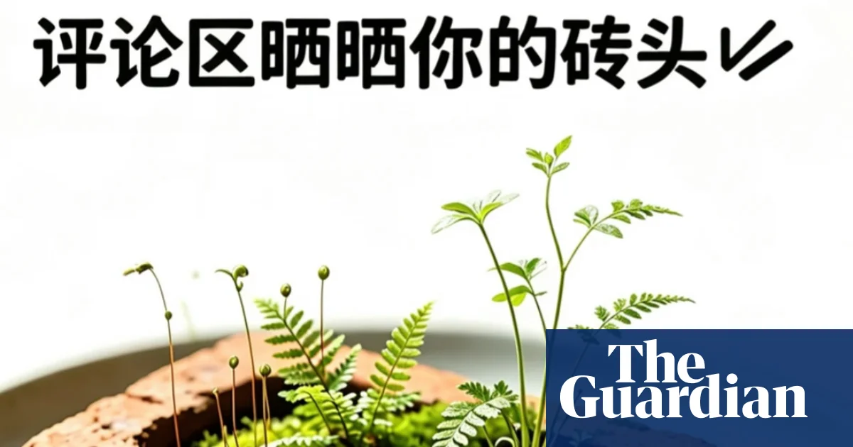 ‘Zero-energy companionship’: bizarre hobby takes seed among China’s stressed young adults