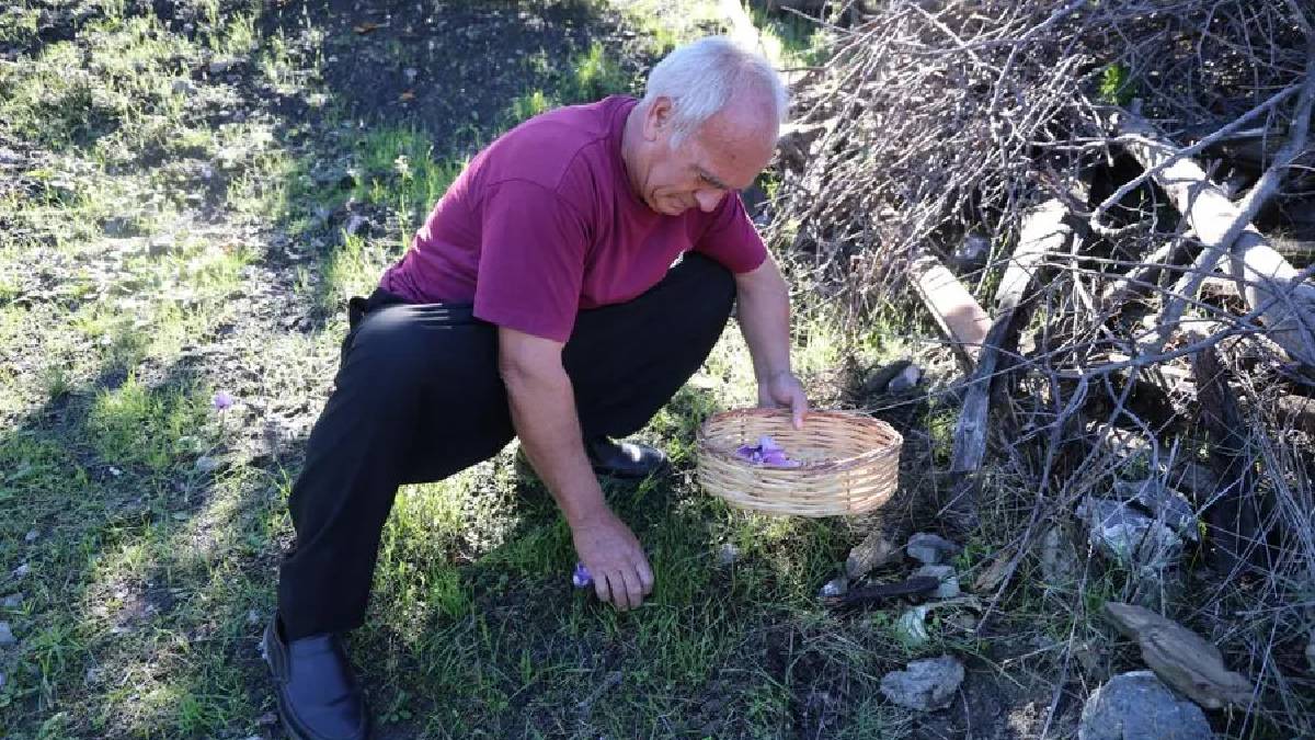 Saksıda başladığı üretim 20 yılda servete dönüştü: Adana’da gramını 900 TL’den satıyor!