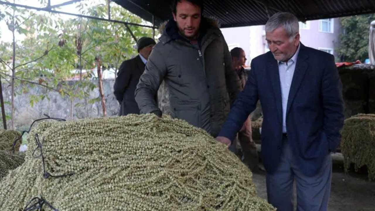 Zahmetli hasat rekor getirdi: Yaşını 40 liraya, kurusunu 4 bin liraya satıyorlar