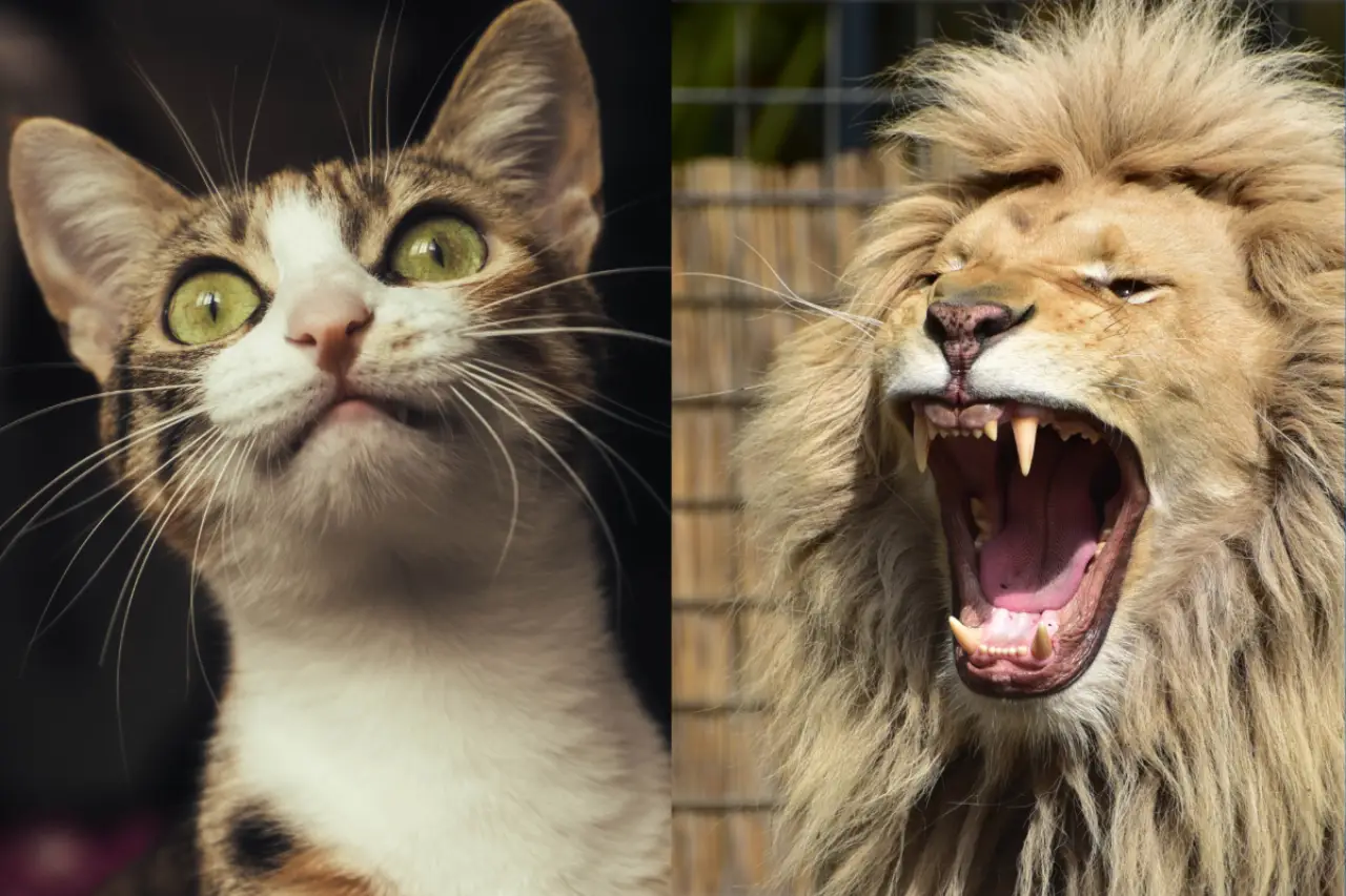 İkisi de kedigillerden: Aslan kükrerken kedi neden mırlar?